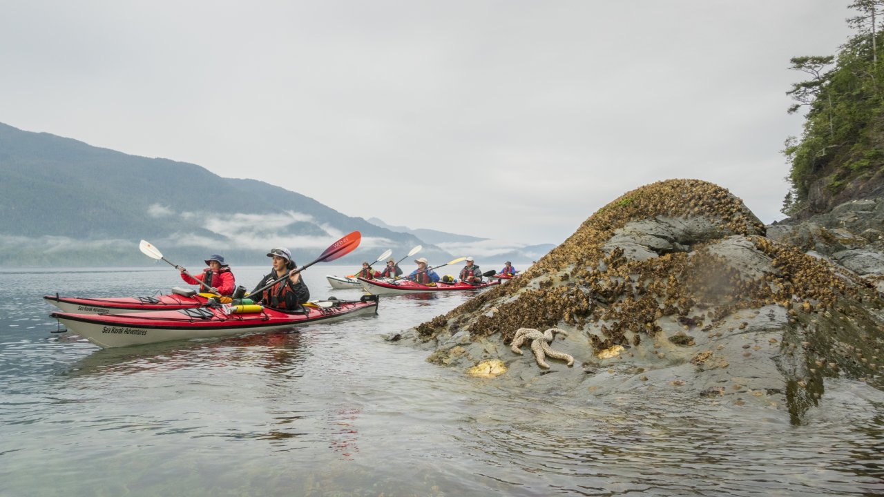 Kayakers passing a starfish perched on an exposed rock in the Johnstone Strait in British Columbia