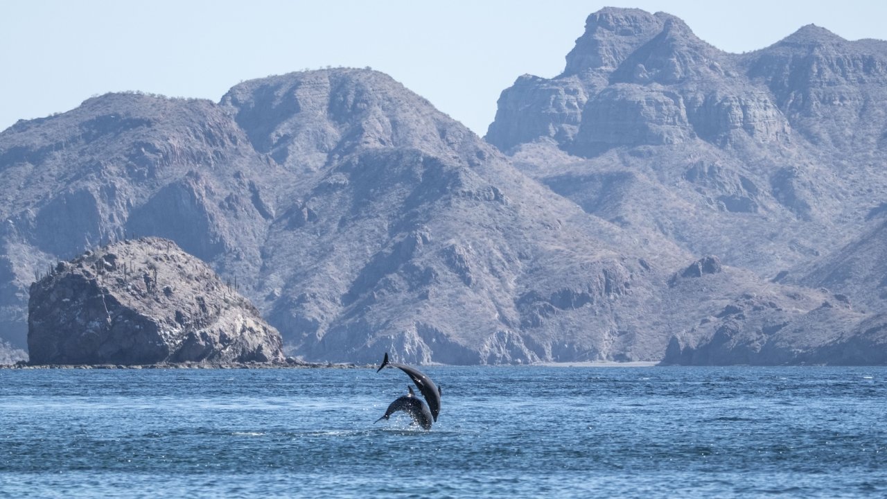 Close encounter with dolphins off a boat in the Sea of Cortez