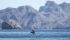 Close encounter with dolphins off a boat in the Sea of Cortez