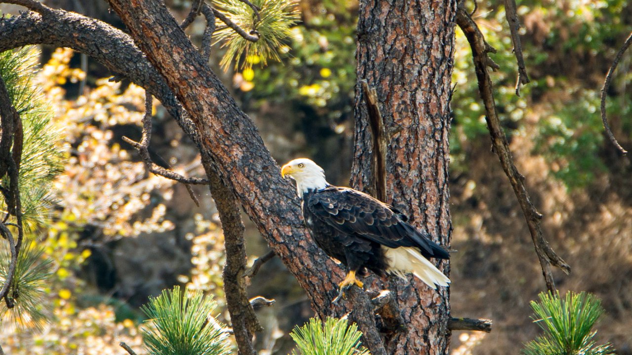 Bald eagle perched on a tree as spotted from the Lower Salmon River