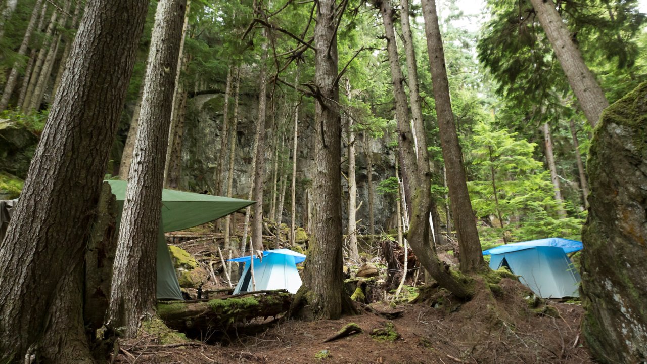 green canvas tents in cedar forest