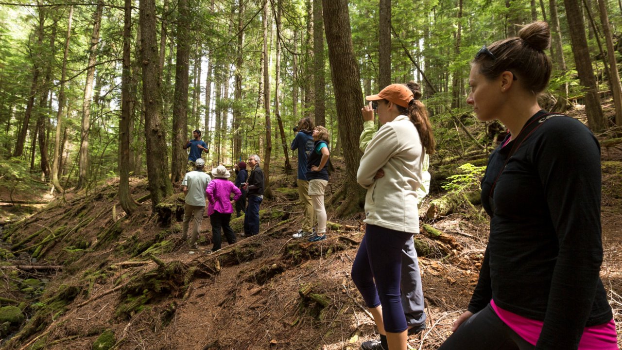 people hiking through a cedar forest