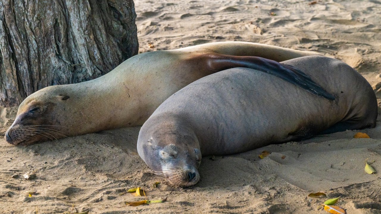 Two seals resting on the beach next to each other