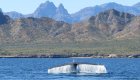 Blue whale tail coming out of the surface of the water in the Sea of Cortez