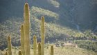 Cardon Cacti basking in the Baja California sun