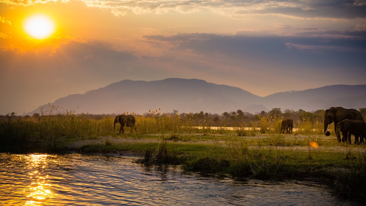 A group of elephants on a green plateau by a pond at sunset in Africa