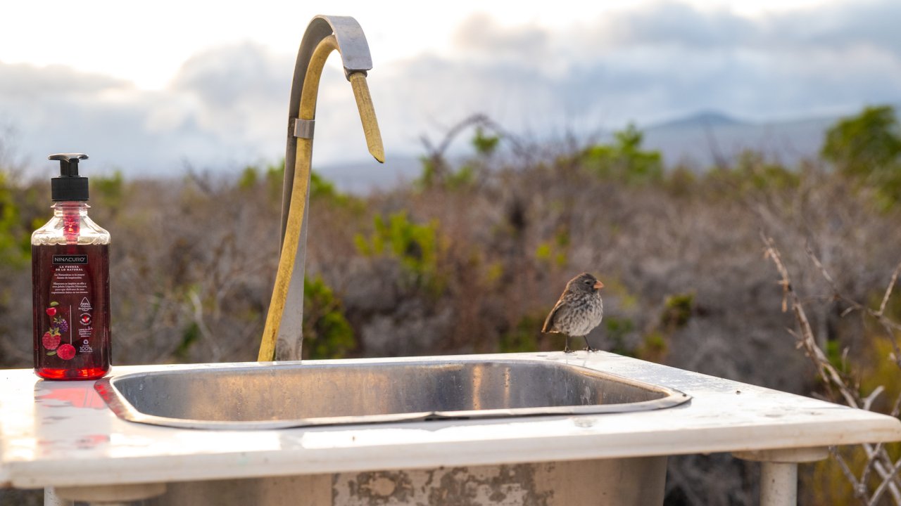 Backcountry sink set up at a campsite in the Galapagos