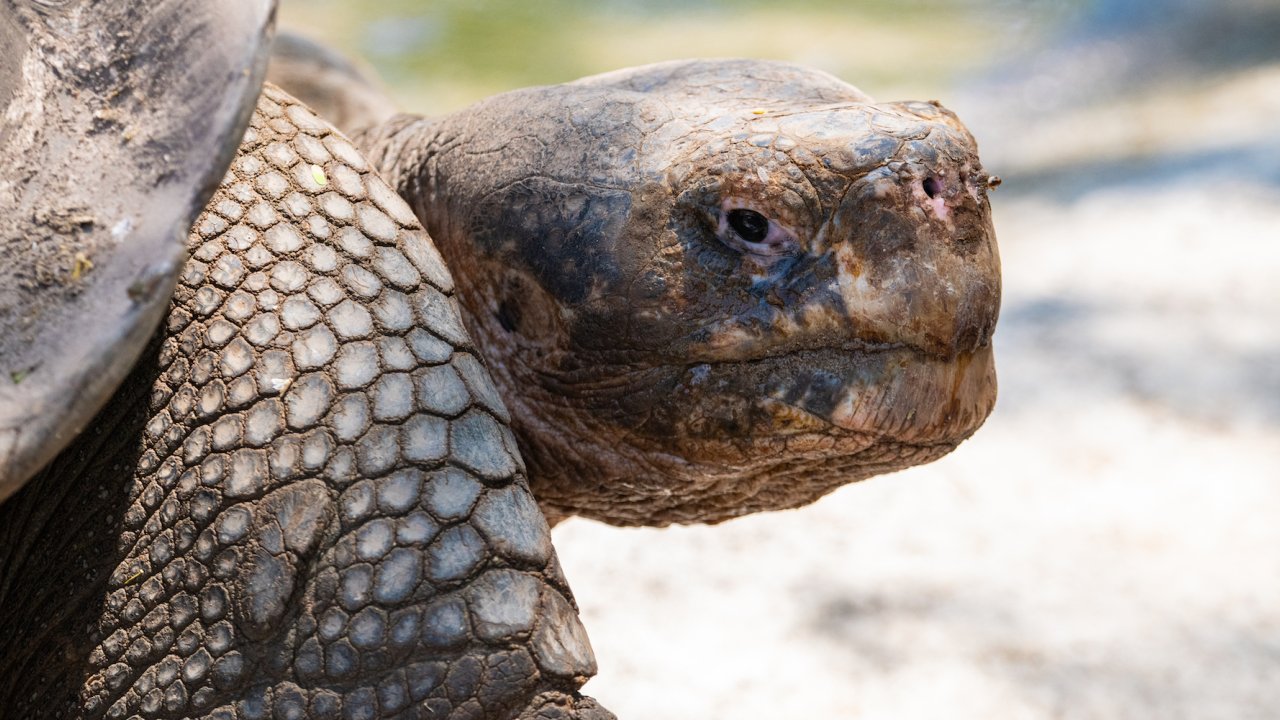 Up close side view of a Galapagos Islands land tortoise