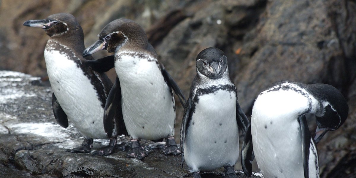four penguins perched on a rock in the Galapagos islands