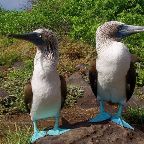Blue footed boobies in the Galapagos Islands