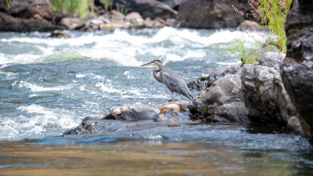 Great blue heron standing on a rock in the Rogue River