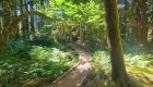 A bridged trail going through a dense forest in Olympic National Park, Washington.