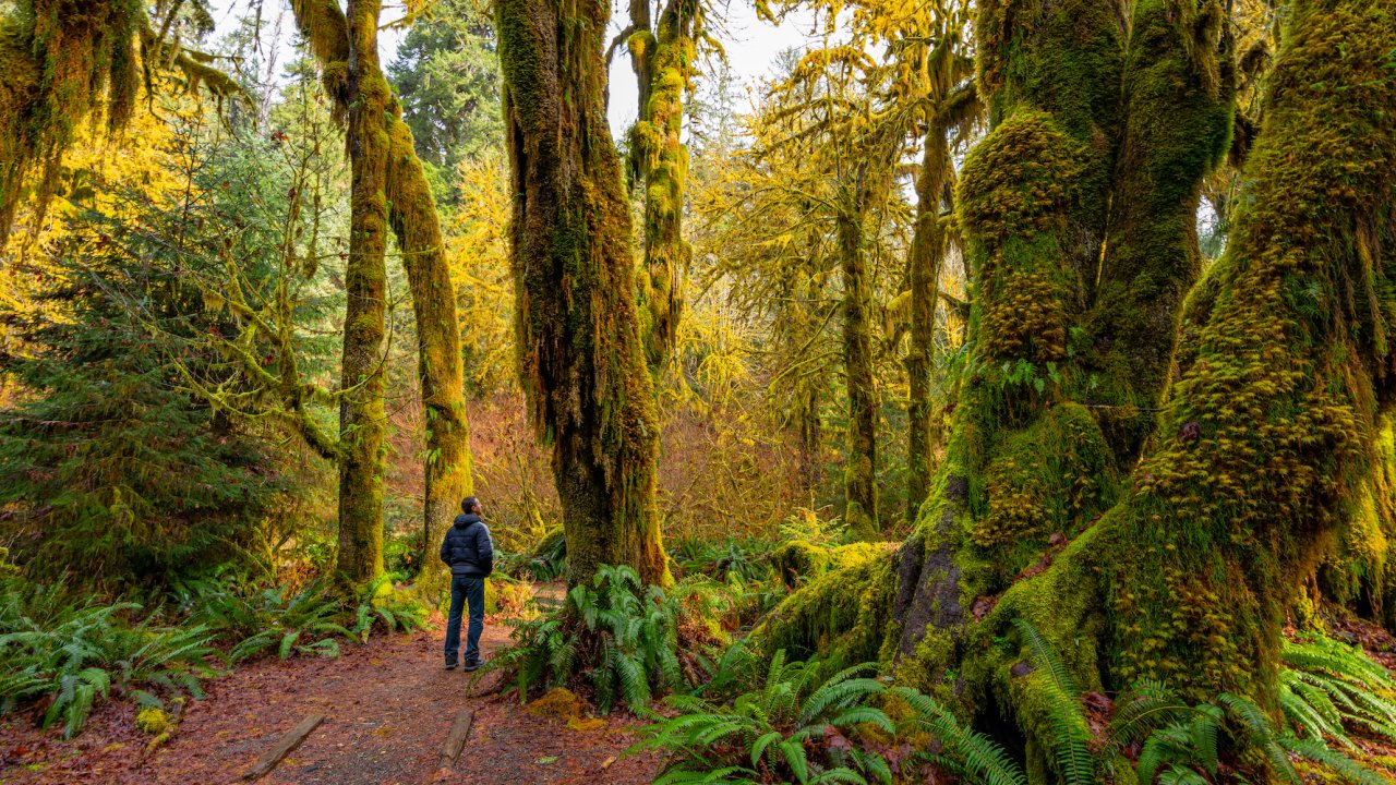 Person standing and admiring the trees of the Hoh Rainforest in the Olympic National Park