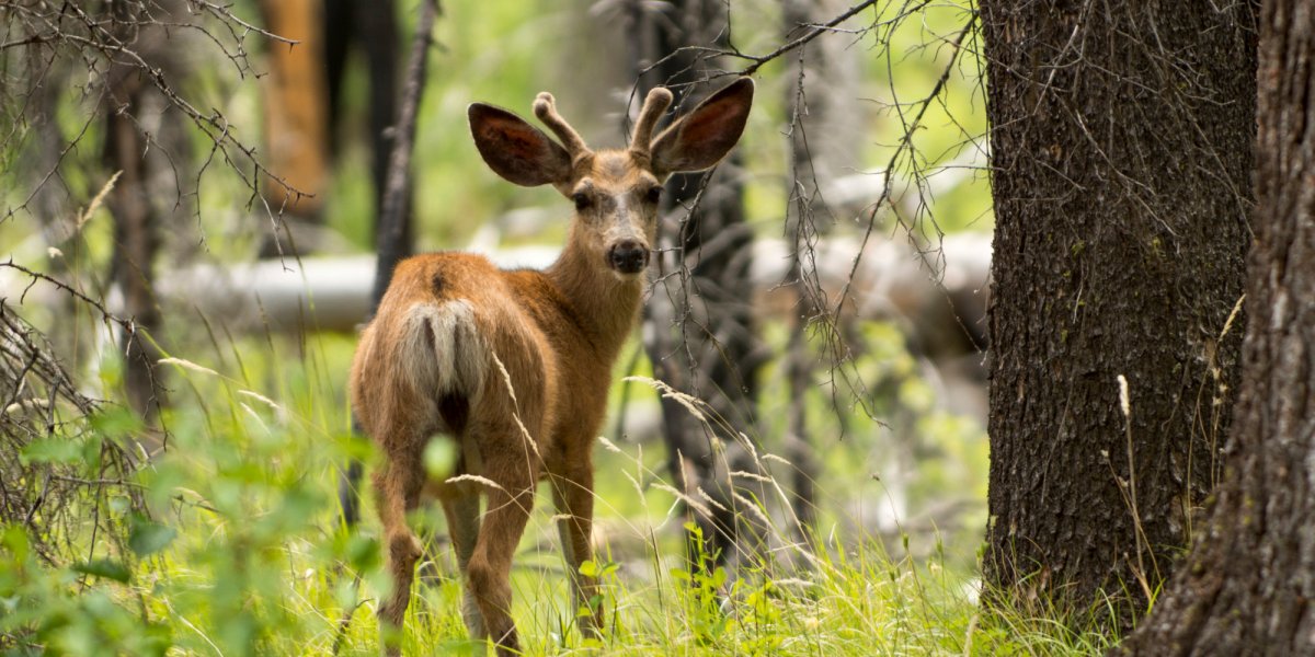 A mule deer peers out at hikers from the wilderness along the Salmon River. 