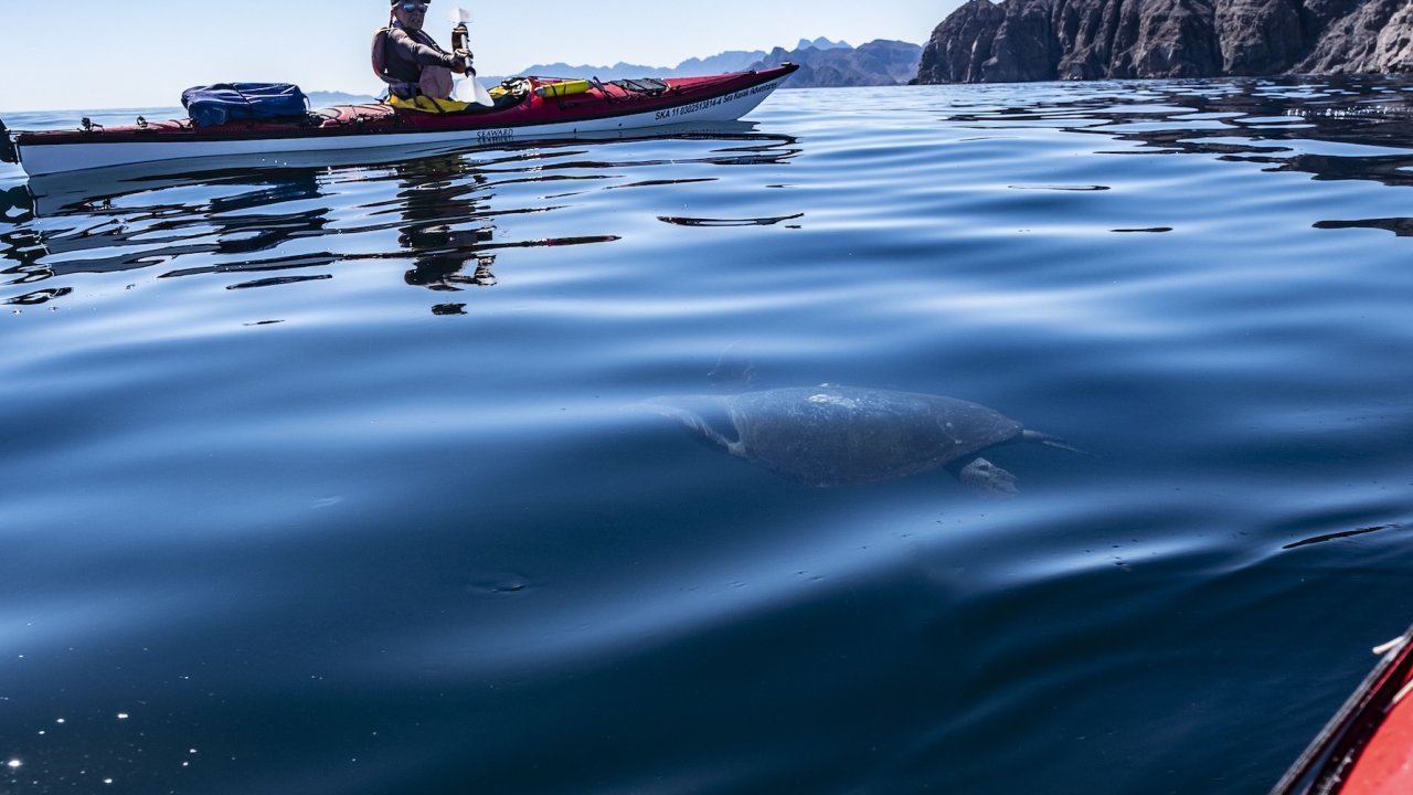 A kayaker paddles in the Sea of Cortez near Loreto as a sea turtle glides beneath the surface, a unique wildlife encounter on a Mexico kayak tour.