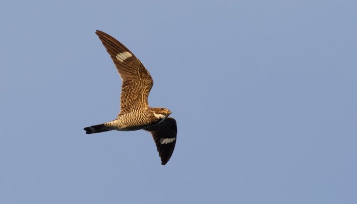 A nighthawk flying through the sky on the Middle Fork of the Salmon river.