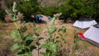 Wildflowers growing near tents in an Idaho river canyon campsite, blending nature and mindfulness on a wellness travel retreat.