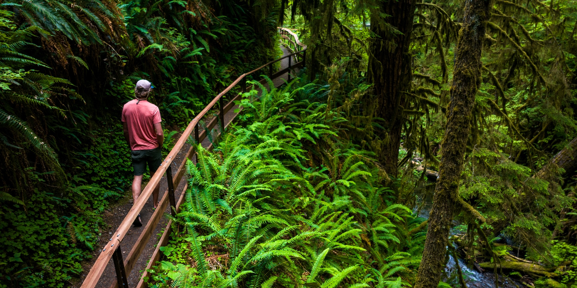 A man walking through a dense section of forest in Olympic National Park.