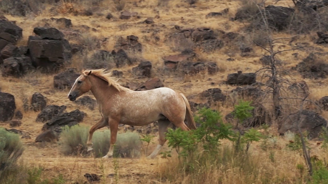 Wild palimino horse galloping along the Deschutes River in Central Oregon