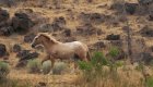 Wild palimino horse galloping along the Deschutes River in Central Oregon