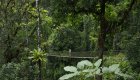 Person walking across a handing bridge in the middle of a lush, green rainforest in Cuba