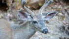 young deer on the rogue river