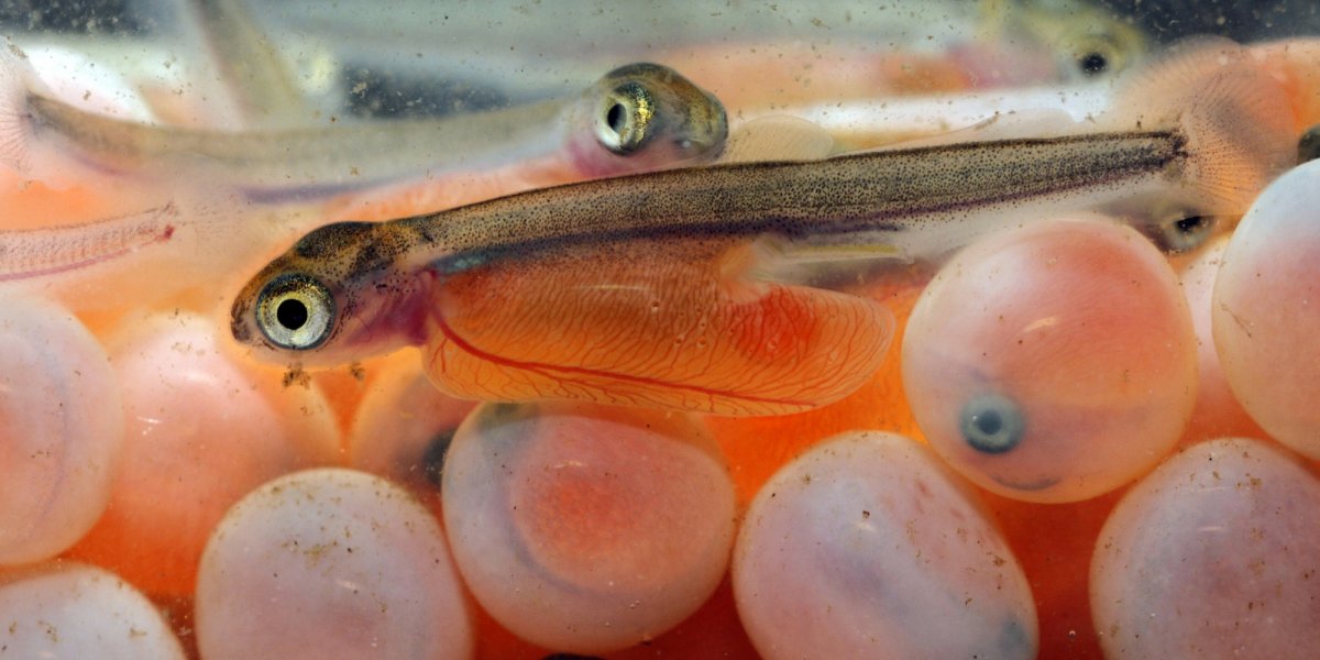 fish eggs hatching