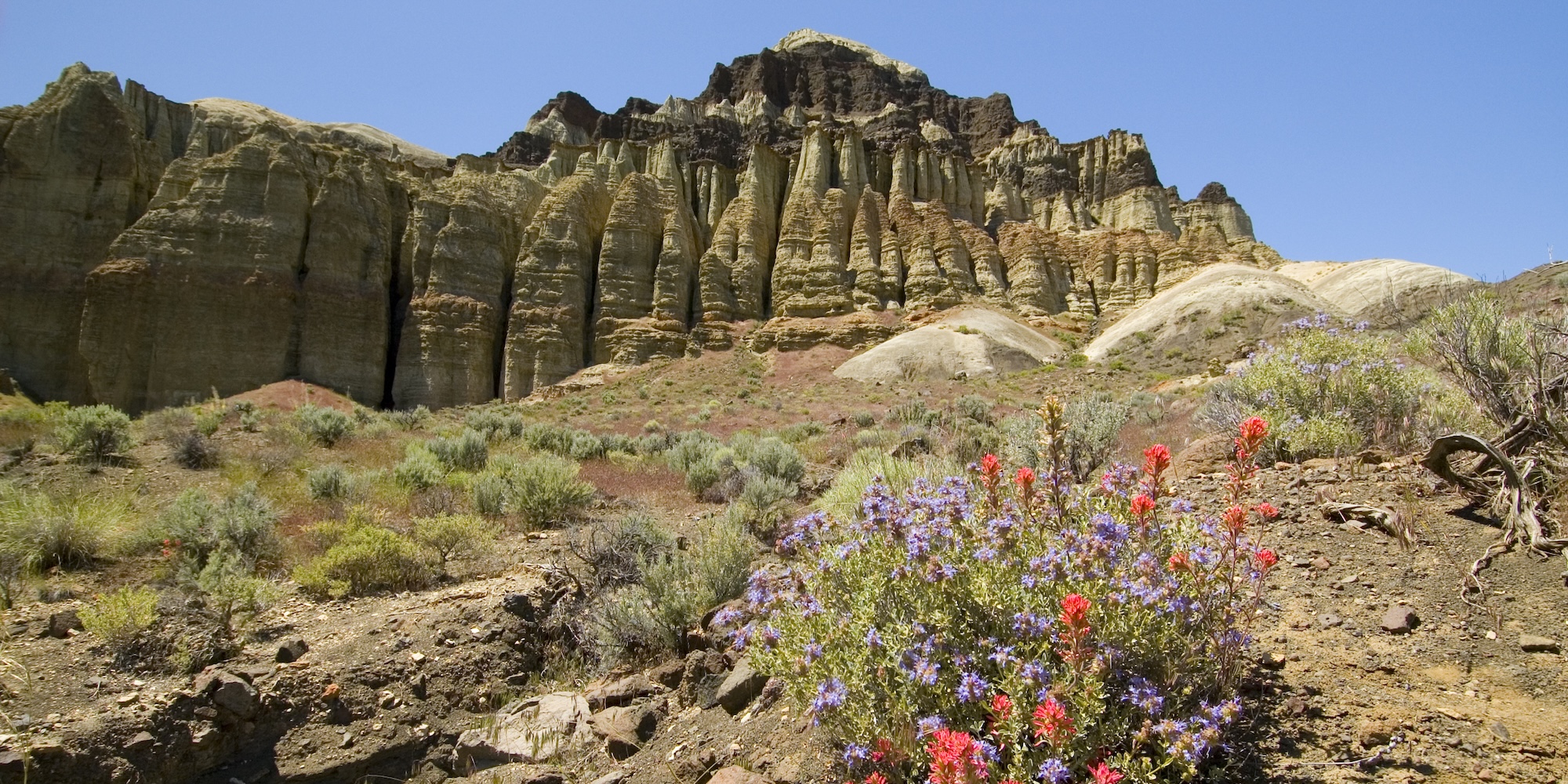A view of wildflowers and rocky cliffs near Jordan Valley, Oregon.