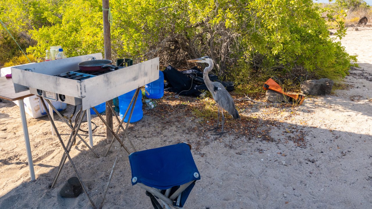 A great blue heron walking past a camp kitchen on the beach
