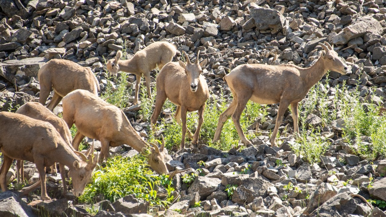 Bighorn sheep grazing in rocky terrain along the Middle Fork of the Salmon River, spotted during a rafting and wildlife tour in Idaho.