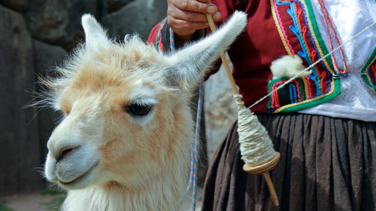 Alpaca in the Andes